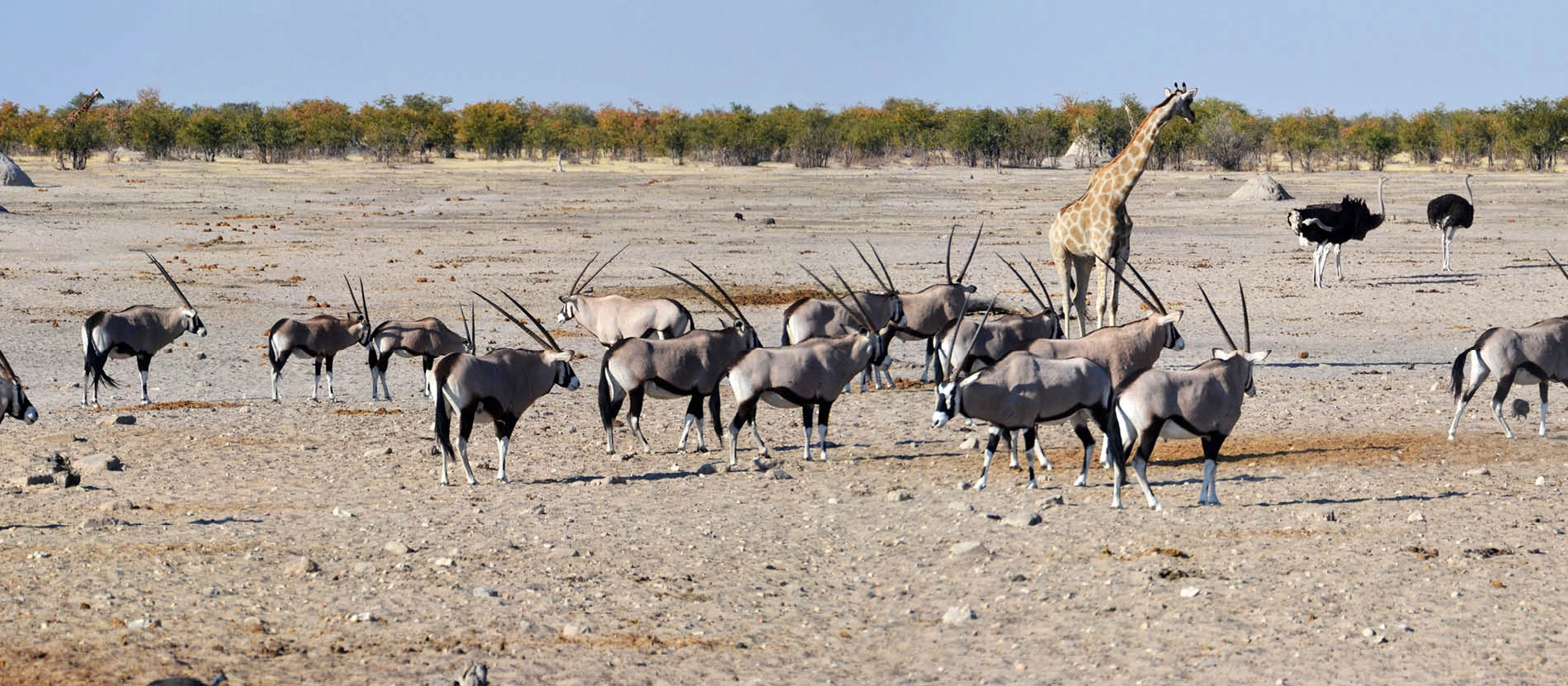 Namibia_Sydafrika_öken_storstad_banner