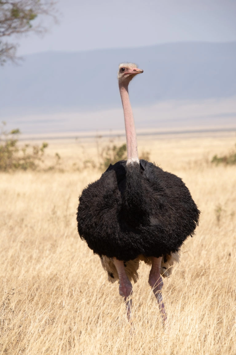 Tanzania_Struts_Ngorongoro_Vertikal_shutterstock_1589240068