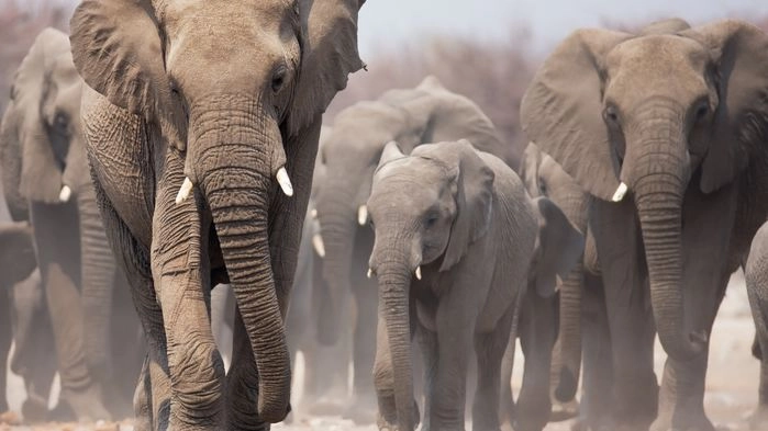 Etosha