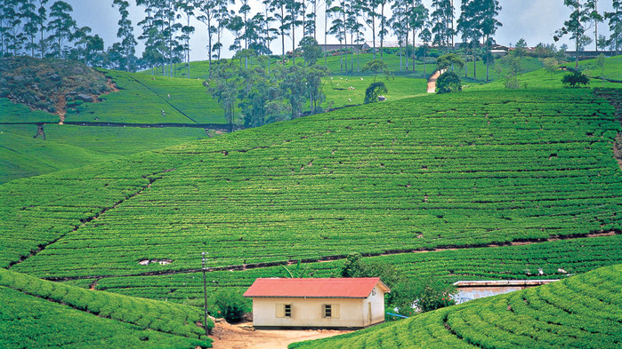 Teplantager i höglandet