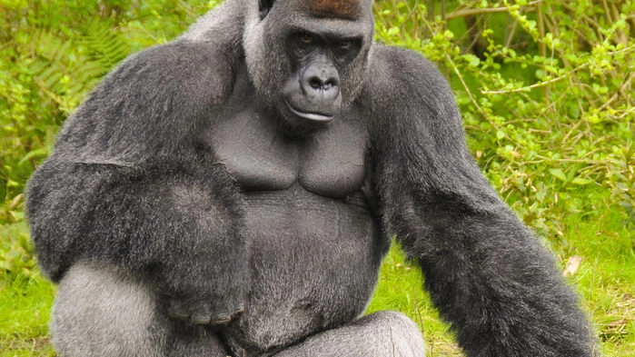 Bergsgorilla