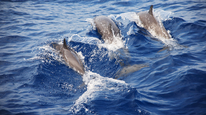 <P> Delfiner under en valsafari</P>