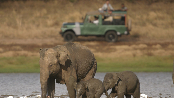 Elefanter i Yala nationalpark