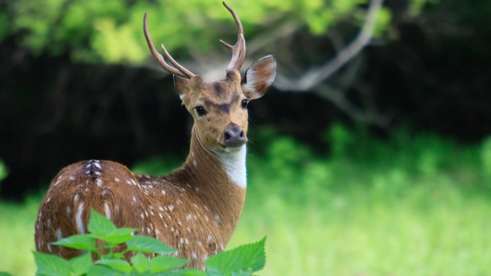 Yala nationalpark