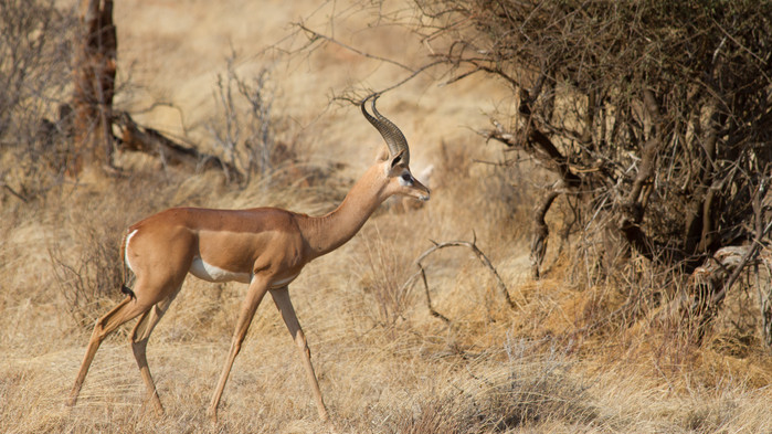 Gerenuken (giraffantilop) är relativt vanlig i Samburu.