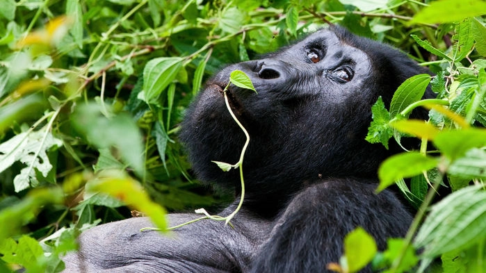 Bergsgorilla i Bwindi Nationalpark