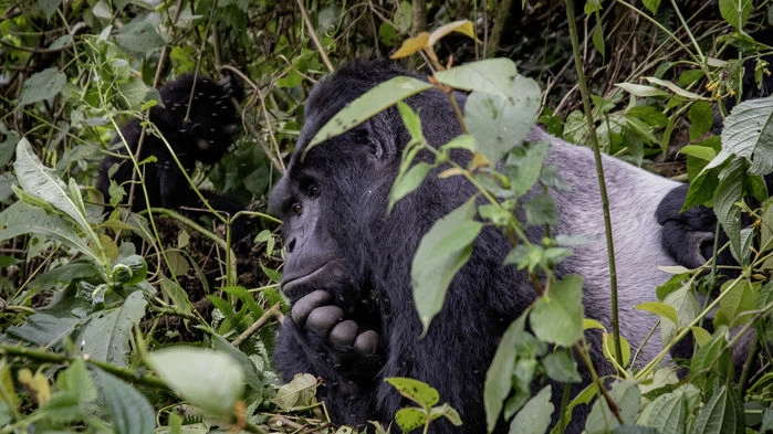 Bwindi Nationalpark