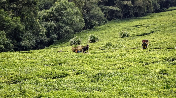 Teodling i Uganda