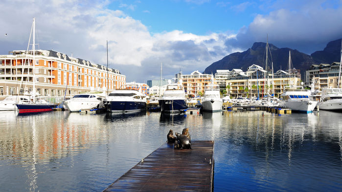 Solande sälar i Water Front, Kapstaden.