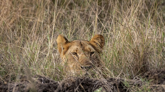 Knappt synlig. Lejon på jakt, Queen Elizabeth Nationalpark.