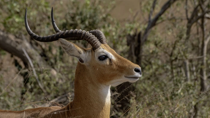 Uganda Kob, Queen Elizabeth Nationalpark