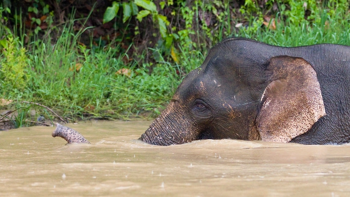 Pygméelefant i Sabah