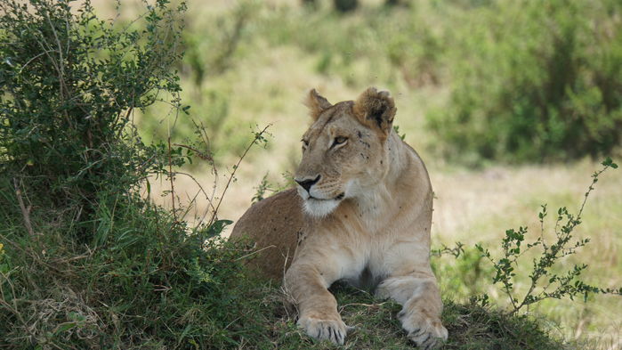 Lejonhona i Masai Mara