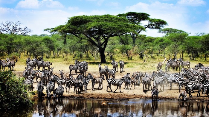Från november till juni befinner sig den stora migrationen normalt i Serengeti.
