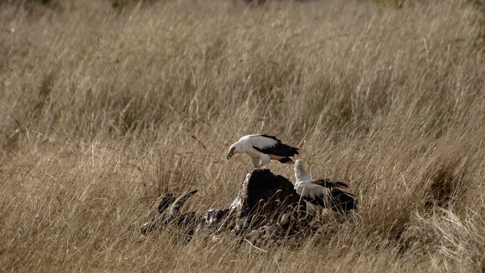 Palmgam, Murchison´s Fall National Park.