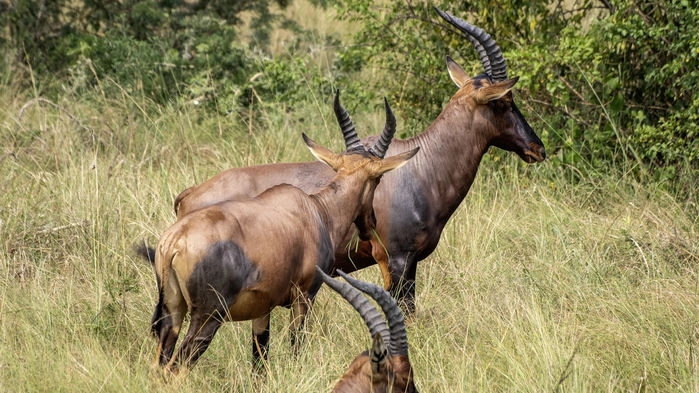 Topy, Queen Elizabeth National Park