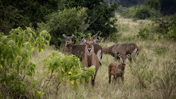 Vattenbock, Queen Elizabeth National park