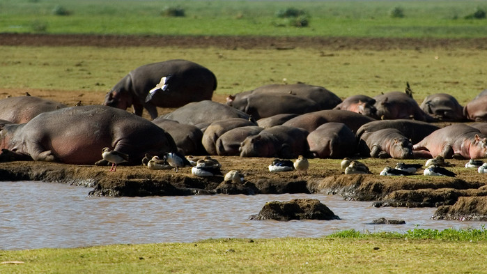 Lata flodhästar i Manyara nationalpark