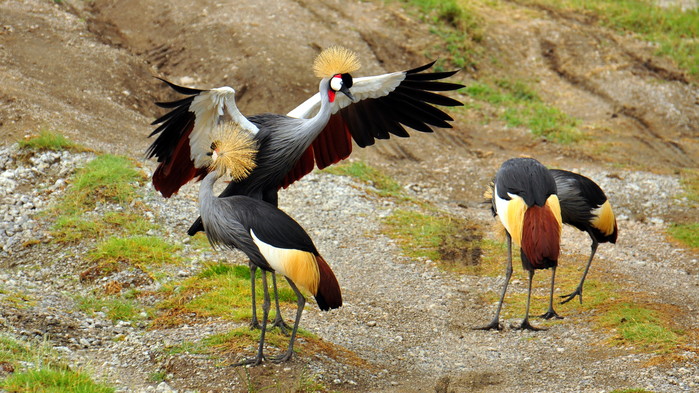 <P>Krontranan - Ugandas nationalfågel</P>