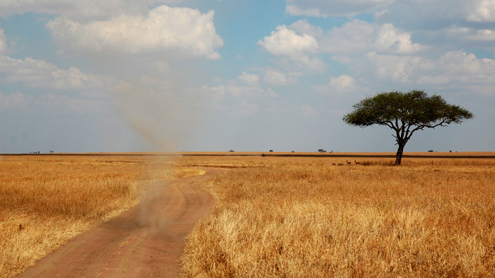 Savann med dammvirvel, Serengeti.