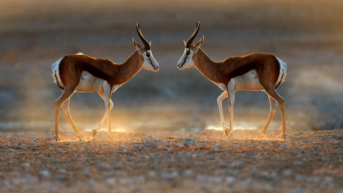 Springbock, Etosha