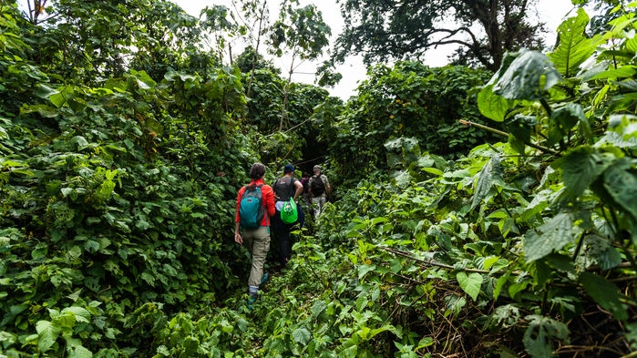 Trek i Bwindi Impenetrable Forest